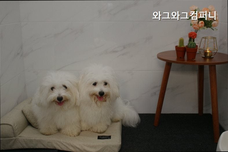 사진 2