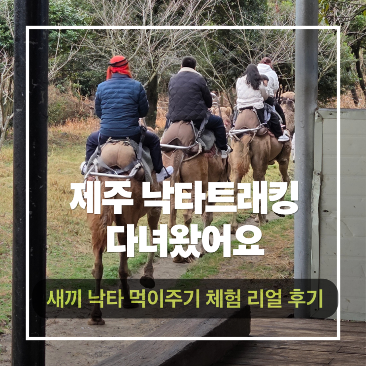  제주 아이와 가기 좋은 낙타트래킹 아이 2명과 함께한 이색 체험 솔직 후기