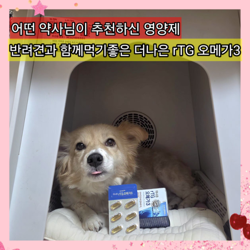 어떤약사 유튜버 추천 반려견과 함께 먹기좋은 영양제 더나은 rTG 오메가3 내돈내산 후기