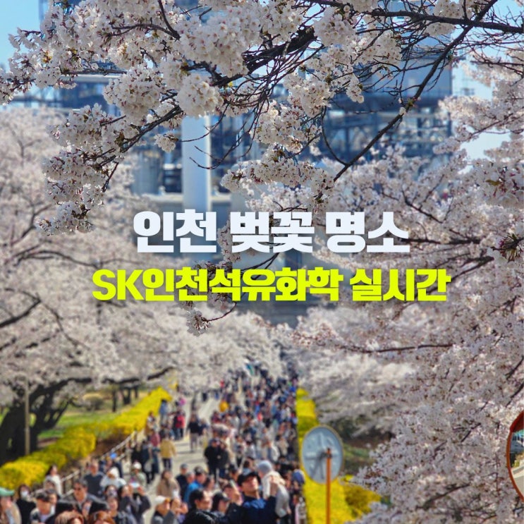  인천 서구 가볼만한곳 벚꽃축제 SK인천석유화학 4월 꽃구경 명소 주차 실시간