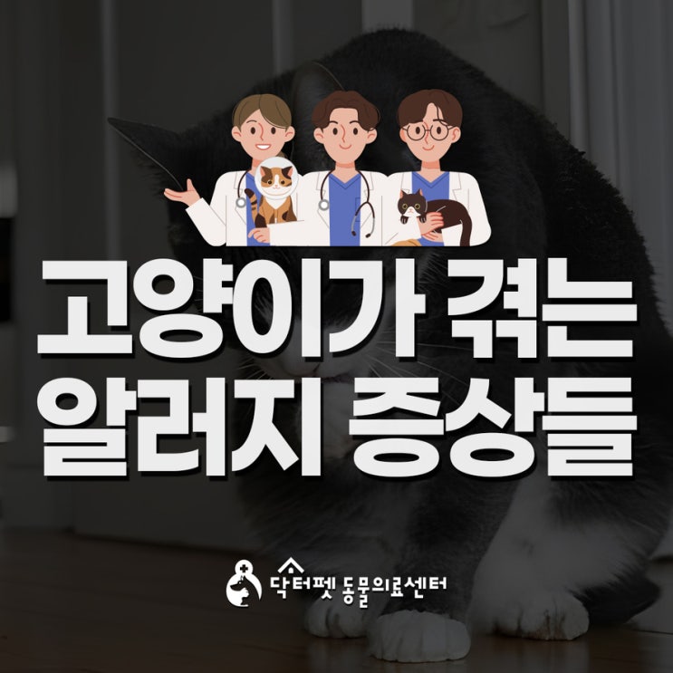  우리집 고양이 알러지일까?