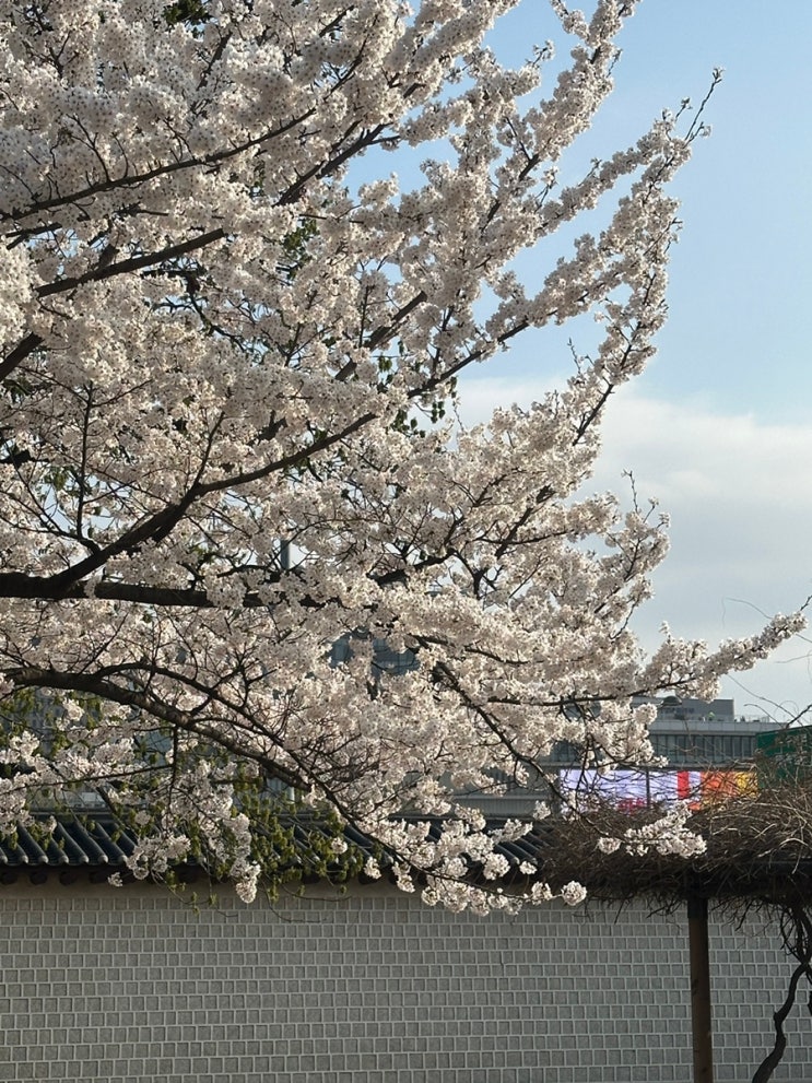  벚꽃즈음