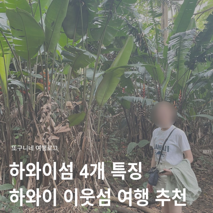  하와이섬 4개 특징 비교 추천! 오하우 마우이 빅아일랜드 카우아이 이웃섬 여행 가는법