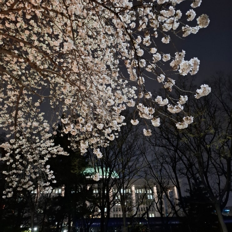  여의도 벚꽃은 낮보다 밤이 더 예쁘다