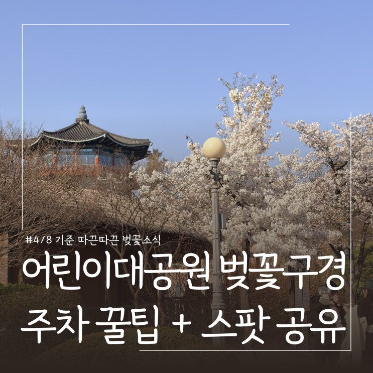  아기랑 서울어린이대공원 벚꽃 실시간(4/8기준) ㅣ주차 팁 및 벚꽃길 포토존
