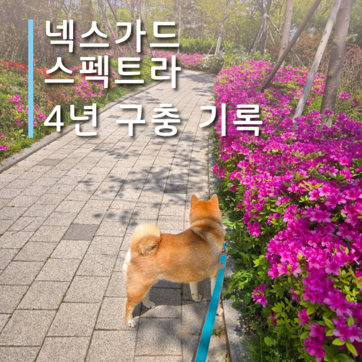  넥스가드 스펙트라 4년 구충 기록: 시바견 보호자의 연중 루틴