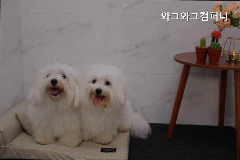 와그와그 애견호텔 카페 운동장