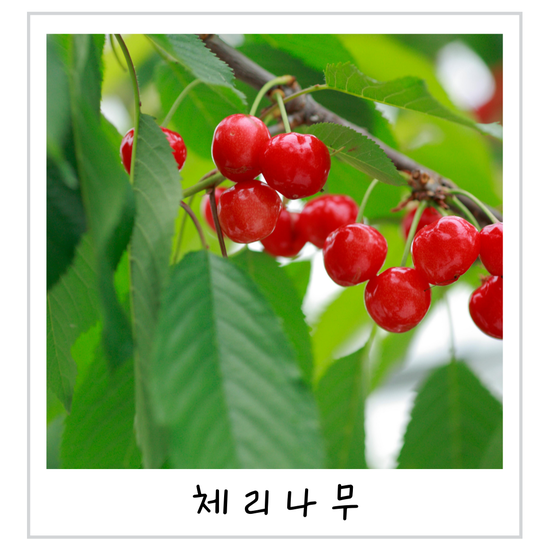 체리나무 키우기 묘목 선택이 중요한 이유
