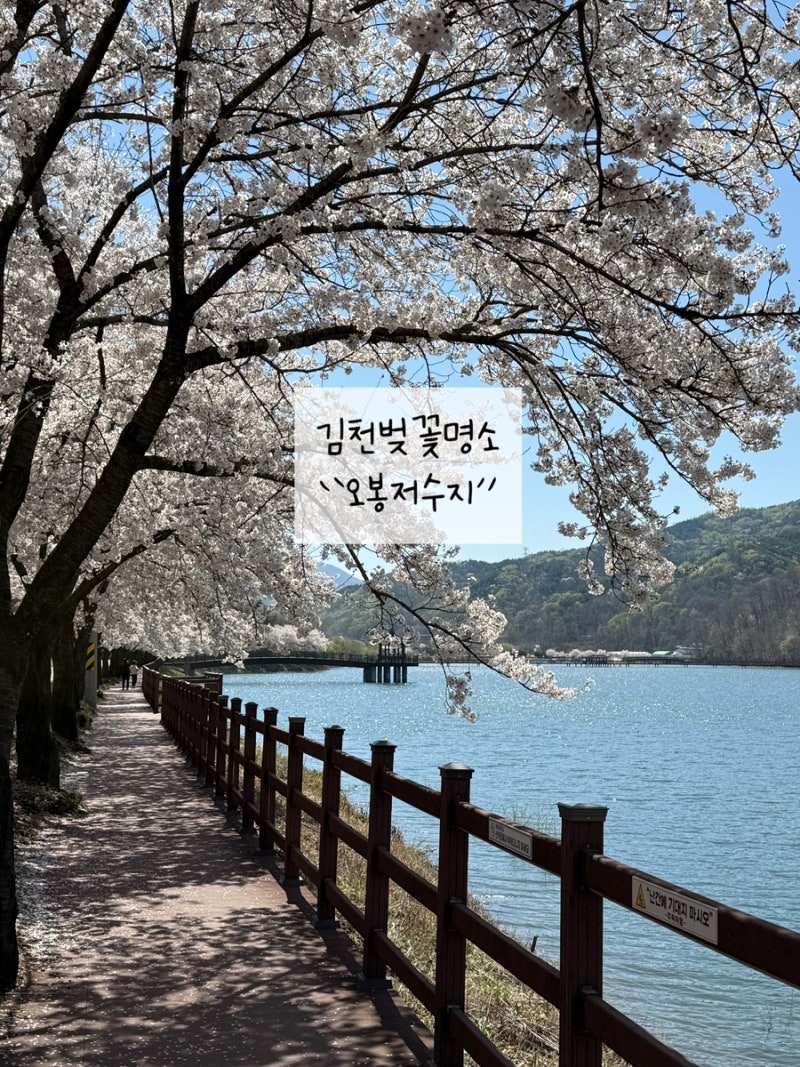 [김천] 김천구미가볼만한곳 김천벚꽃명소 드라이브가기좋은 오봉저수지 26년4월8일 벚꽃후기