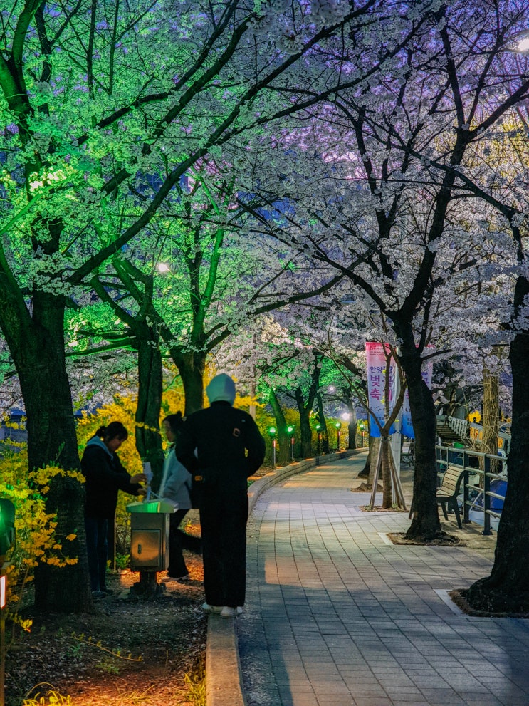  안양 벚꽃축제, 충훈부 벚꽃길(주차장)