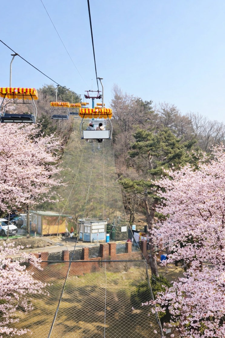 서울대공원 봄꽃축제 서울근교 벚꽃맛집 힐링 나들이 명소