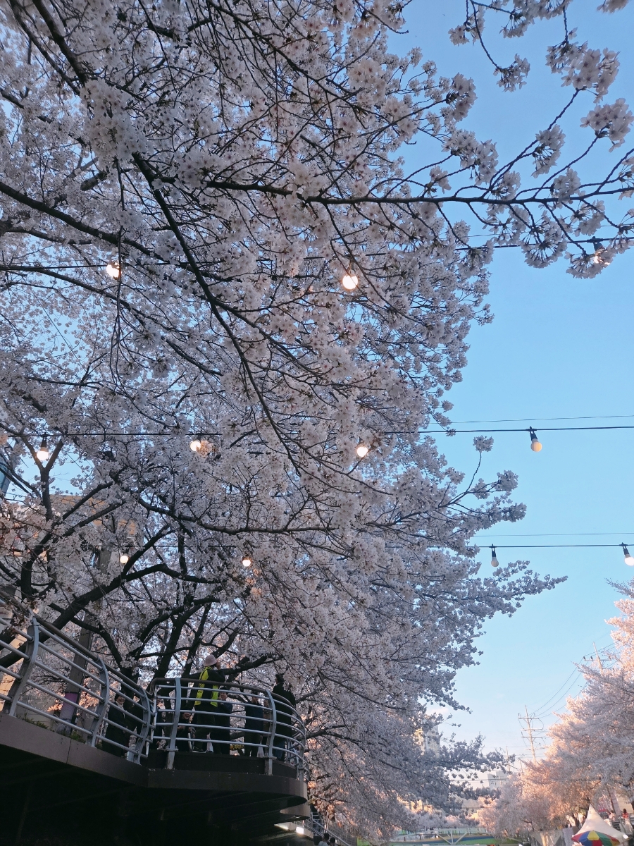 웜댓 사진 3