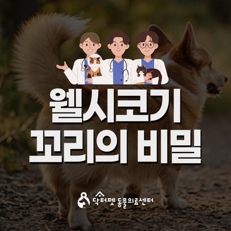  웰시코기 꼬리가 본래부터 짧았을까요?