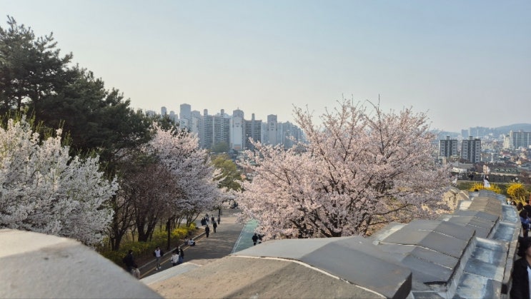  수원 행궁동 화성 봄꽃 데이트 포토존&분위기 후기 - 쉼터분식