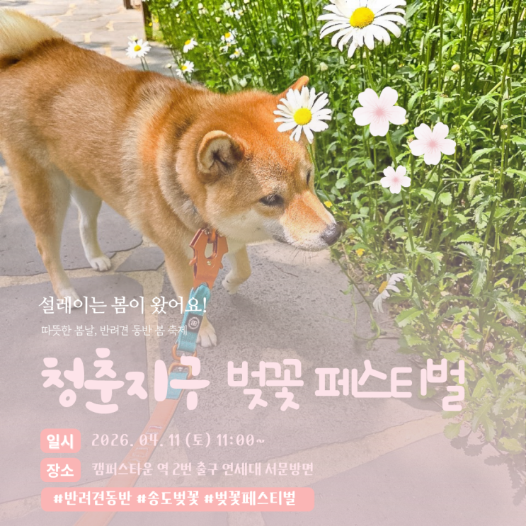  송도 청춘지구 벚꽃 페스티벌: 반려견 동반 봄 나들이