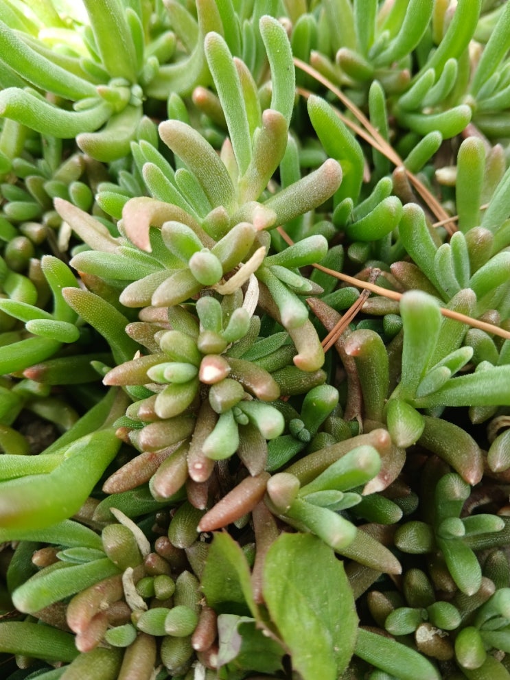  식물계의 Ctrl+C, Ctrl+V" 송엽국(사철채송화) "The Ice Plant (Songyeopguk)"