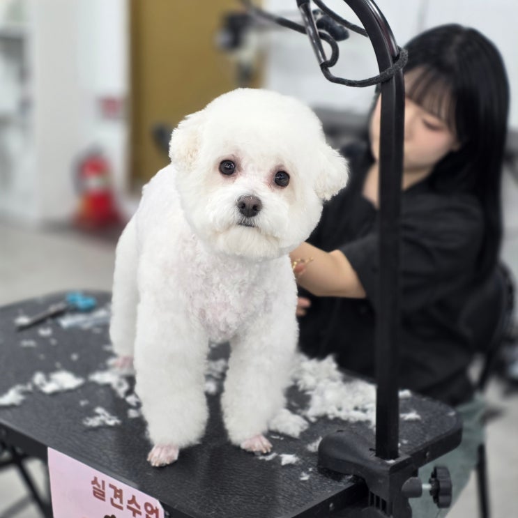  광주애견미용학원 비교 후기, 자격증만으로 부족한 이유