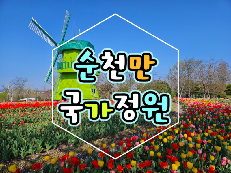 [전라남도 순천] 순천만국가정원 벚꽃 튤립 애견동반 캠핑카주차 사진많음주의