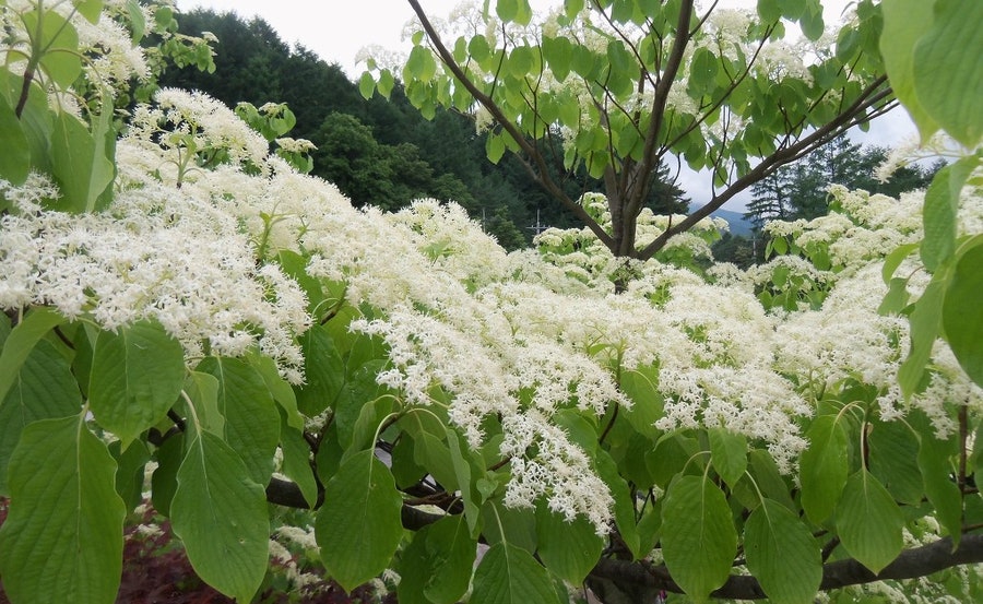 갑산 사진 3