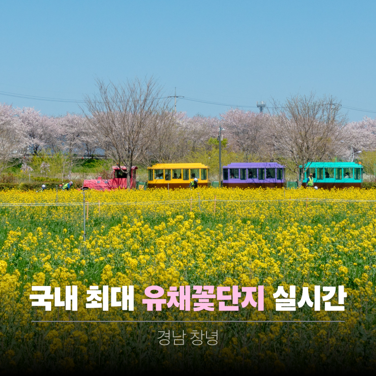  제주도 유채꽃 명소 안 가도 되는 이유, 창녕 낙동강 유채꽃 축제 후기!