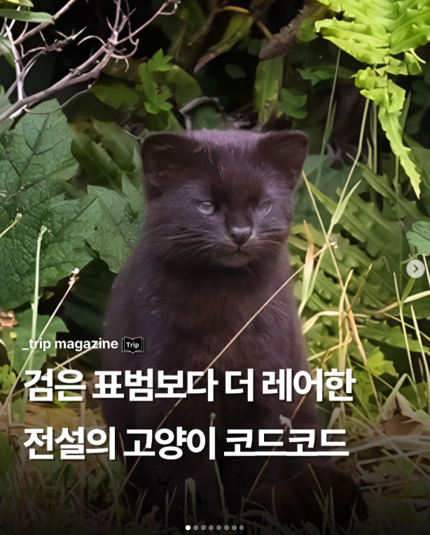  전설의 고양이 코드코드