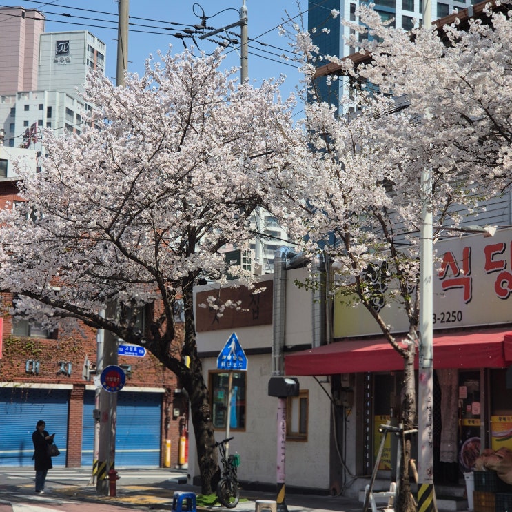  [일상기록] 고성동 벚꽃길/크래프터 초코오렌지케이크/소림마라 로제샹궈/루나파스타 감바스 파스타