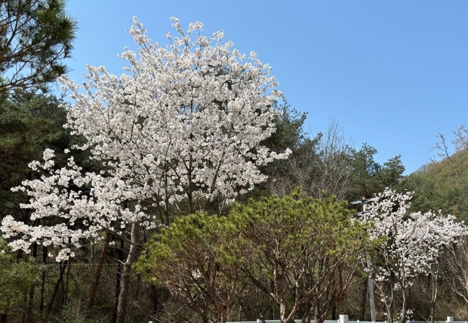 소구니캠핑장 사진 3