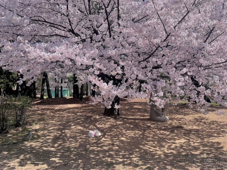  벚꽃 구경 :만개한 왕벚꽃의 일산 호수공원