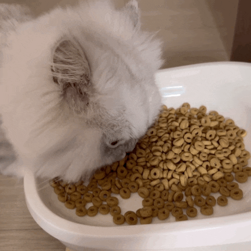 [고양이 식기 추천]내 돈 내산, 예민 보스 냥이 사료토 해결! 다묘가정 밥그릇 하나로 끝내는 ....