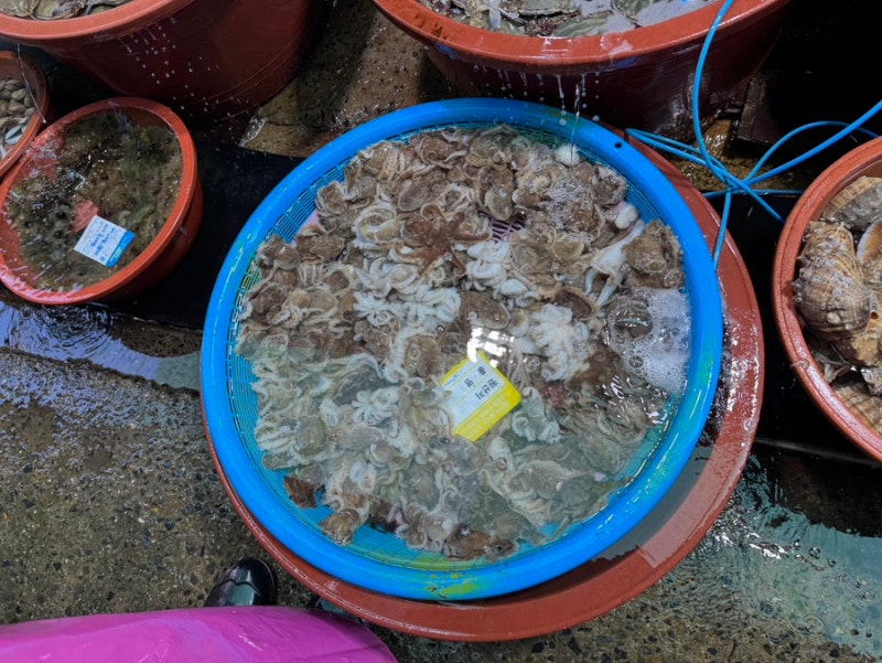 대천항 쭈꾸미 시세 해성수산 회포장맛집 쭈꾸미 샤브샤브 손질방법 맛있게 먹는법