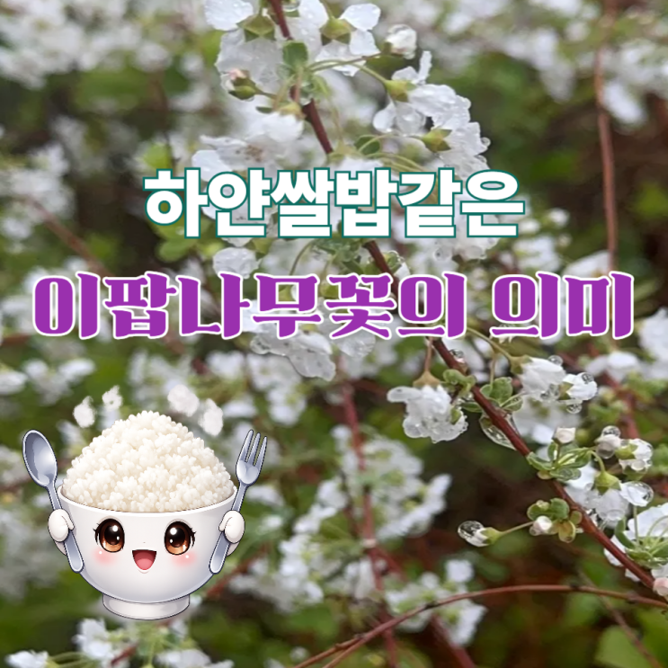  이팝나무 꽃말과 꽃이름의 의미, 4월에 만난 하얀 꽃