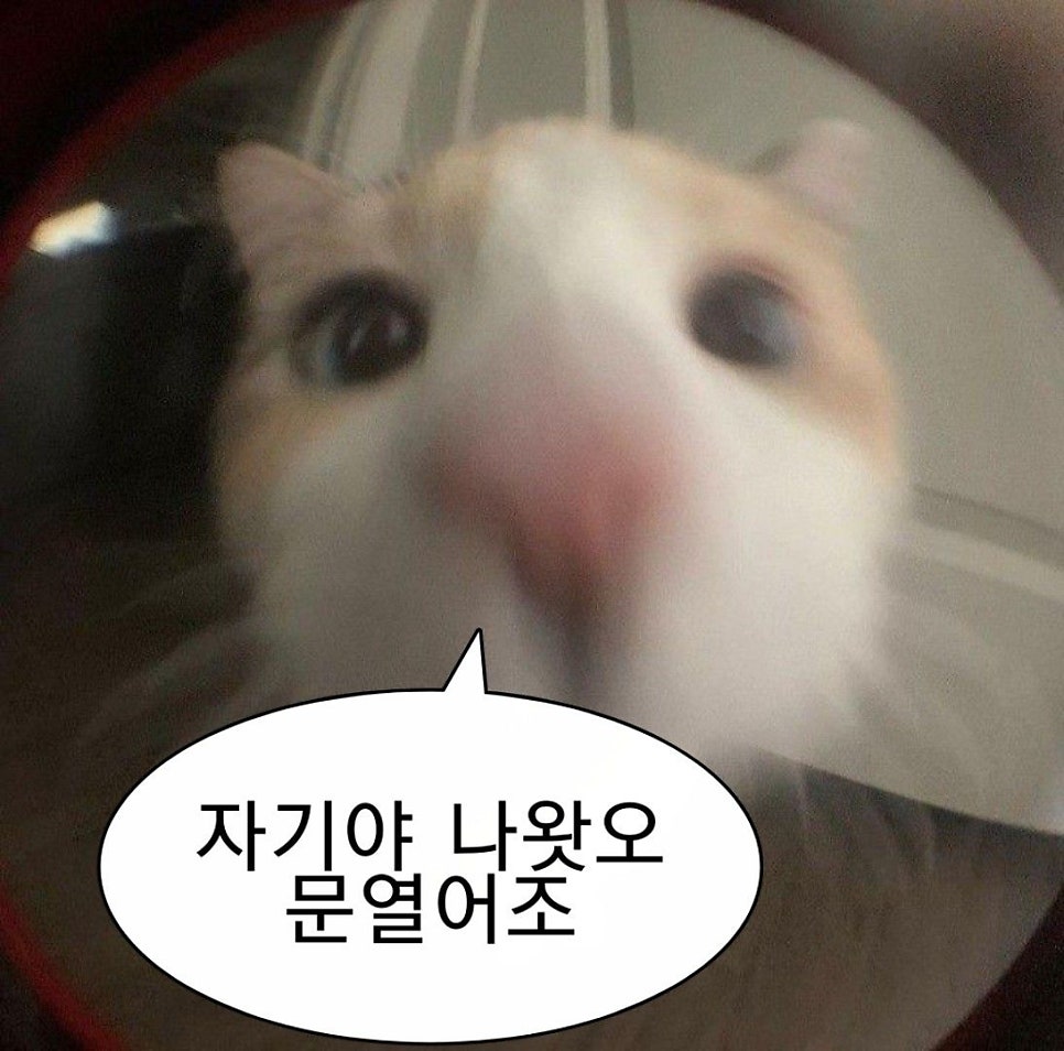 멕시카나치킨 우만점 사진 4