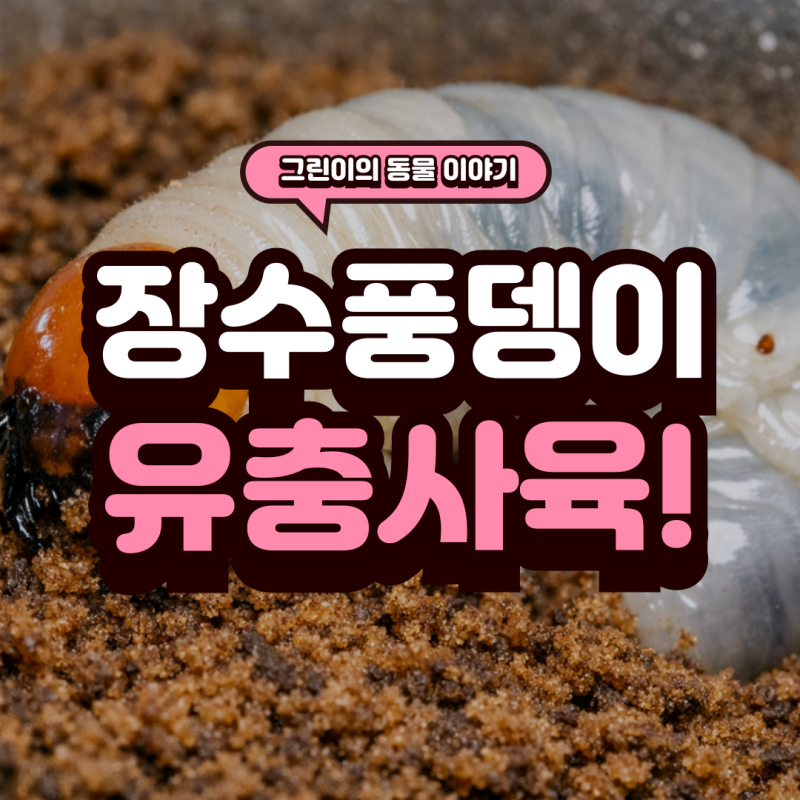 장수풍뎅이 유충, 이렇게 키우면 실패합니다 (사육 온도·흙·먹이 완벽 기준)
