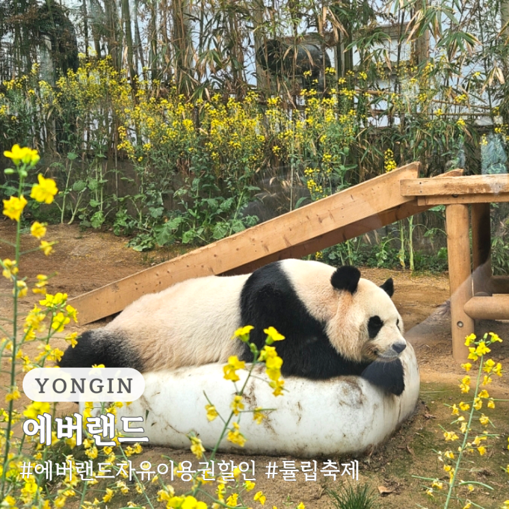  에버랜드 자유이용권 할인 유료주차장 튤립축제 방문 후기