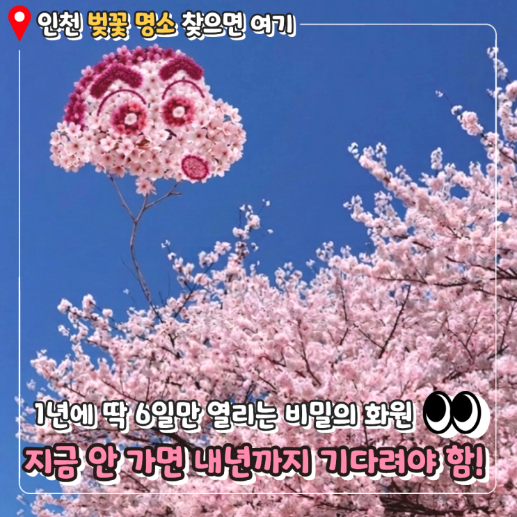   1년에 딱 6일만 열리는 역대급 벚꽃명소! 4/8 실시간 상황 & 인생샷 꿀팁 (SK인천석유화학)