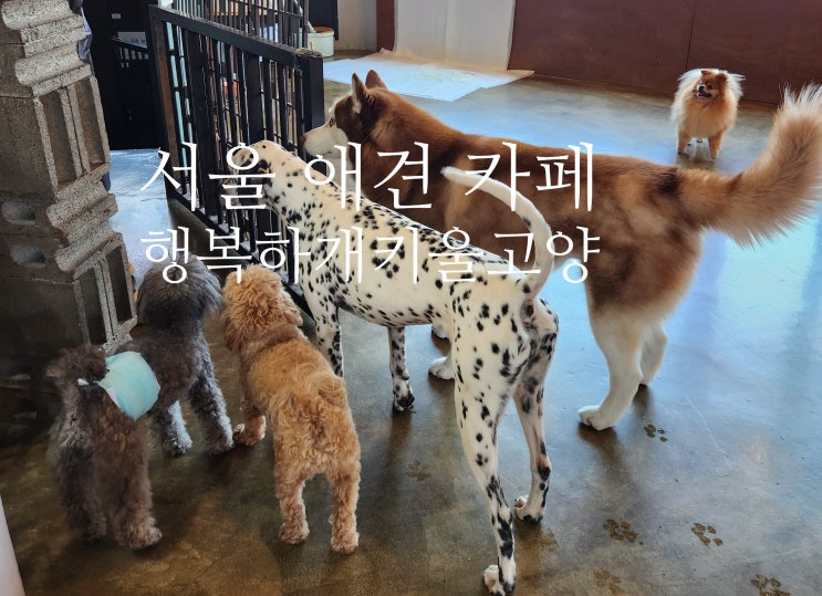  [서울/고려대] 서울 애견 카페-성북구 행복하개키울고양 -주차 정보, 이용 방법