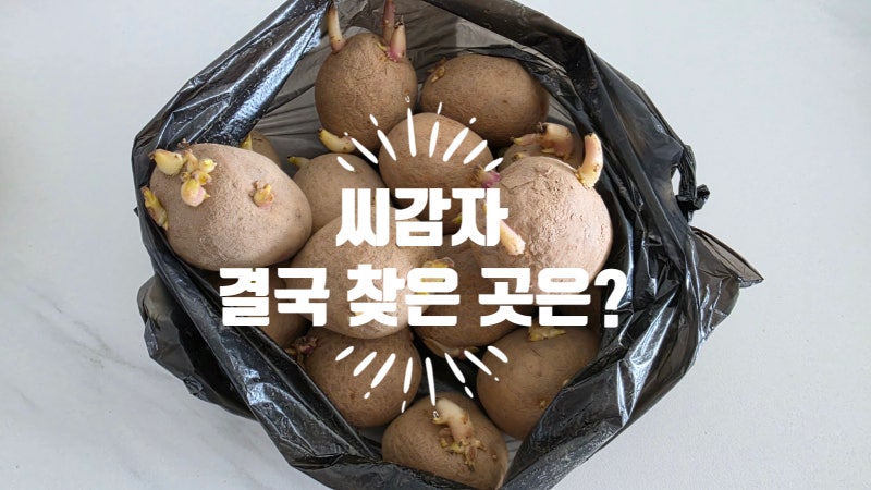 수원 씨감자 파는곳 찾기 실패하다 찾은 곳 (남문시장 vs 권선종묘농약사 후기)