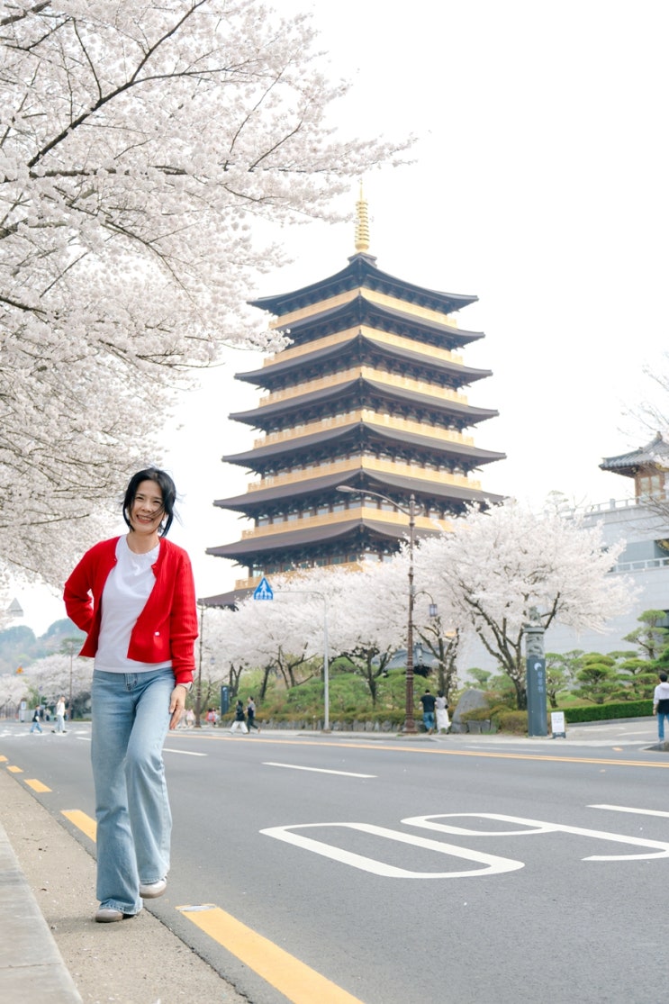  경주 여행, 당일치기로 다녀온 경주 벚꽃 여행 후기, 대릉원 월정교 오릉 황룡원 보문정