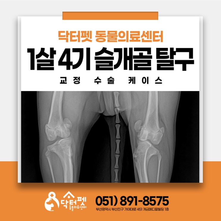  1살 포메라니안의 슬개골 탈구 4기 수술과 유치 발치 부산 강아지 무릎 수술 동물병원