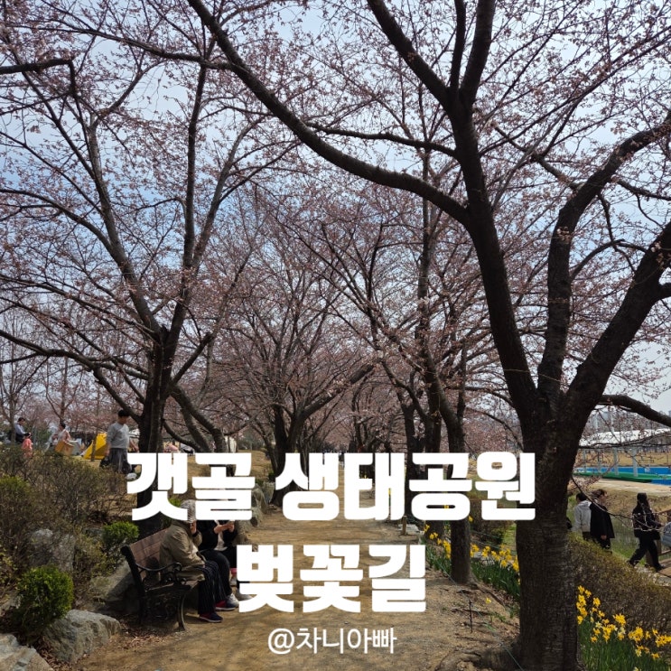 갯골 생태공원 벚꽃 구경 후기 만개 예상 시기