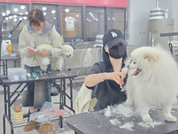  수지애견미용학원 국비지원과 함께 교육지원을 알아보는 이유