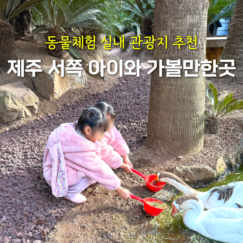 제주 서쪽 아이와 가볼만한곳 동물체험 실내 관광지 추천