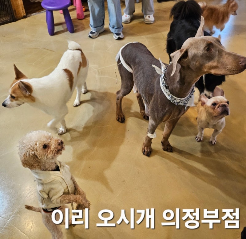 이리 오시개 의정부점