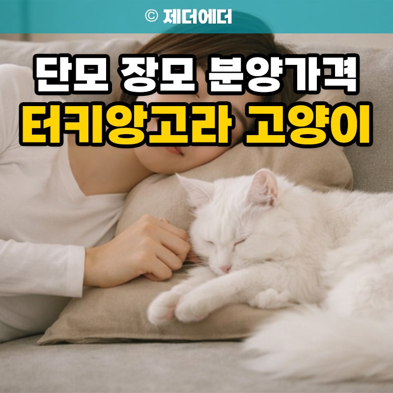 하얀 고양이 터키앙고라 고양이 단모 장모 분양가격, 오드아이 왜 다를까?