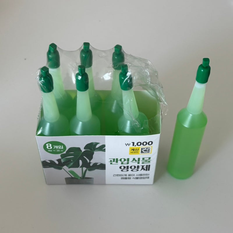 시들한 황칠나무 다이소 식물 영양제로 살리기 (황칠나무 끝 마름, 웃자람 원인, 다이소 식물....