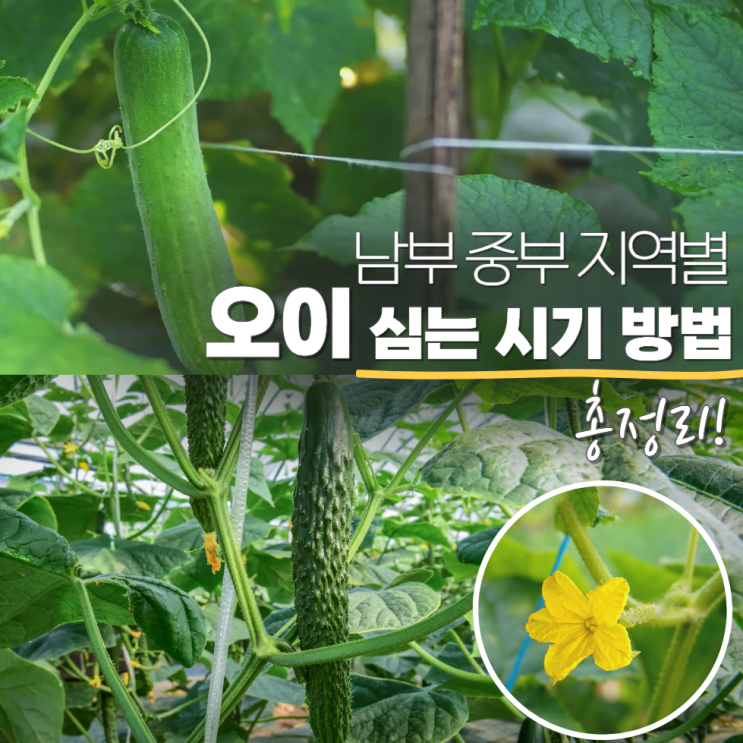  오이 심는 시기 모종 방법 간격 중부 남부