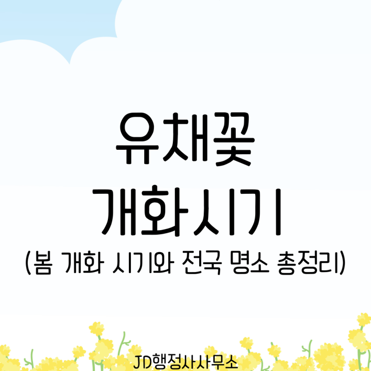  벚꽃 지고 나면 언제 유채꽃이 필까? 2026 봄 개화 시기와 전국 명소 총정리