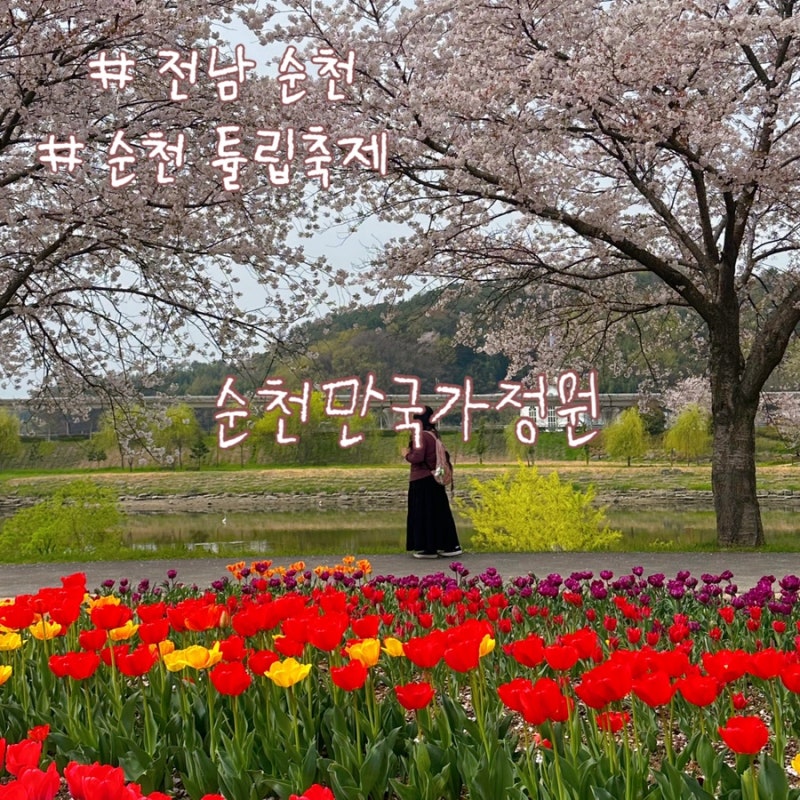 4월 튤립축제 순천만국가정원 튤립 실시간 + 코스추천,포토존 위치