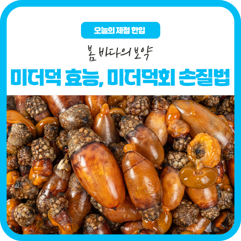 봄 바다의 보약, 미더덕 효능부터 미더덕회 손질법까지 한 번에 정리!