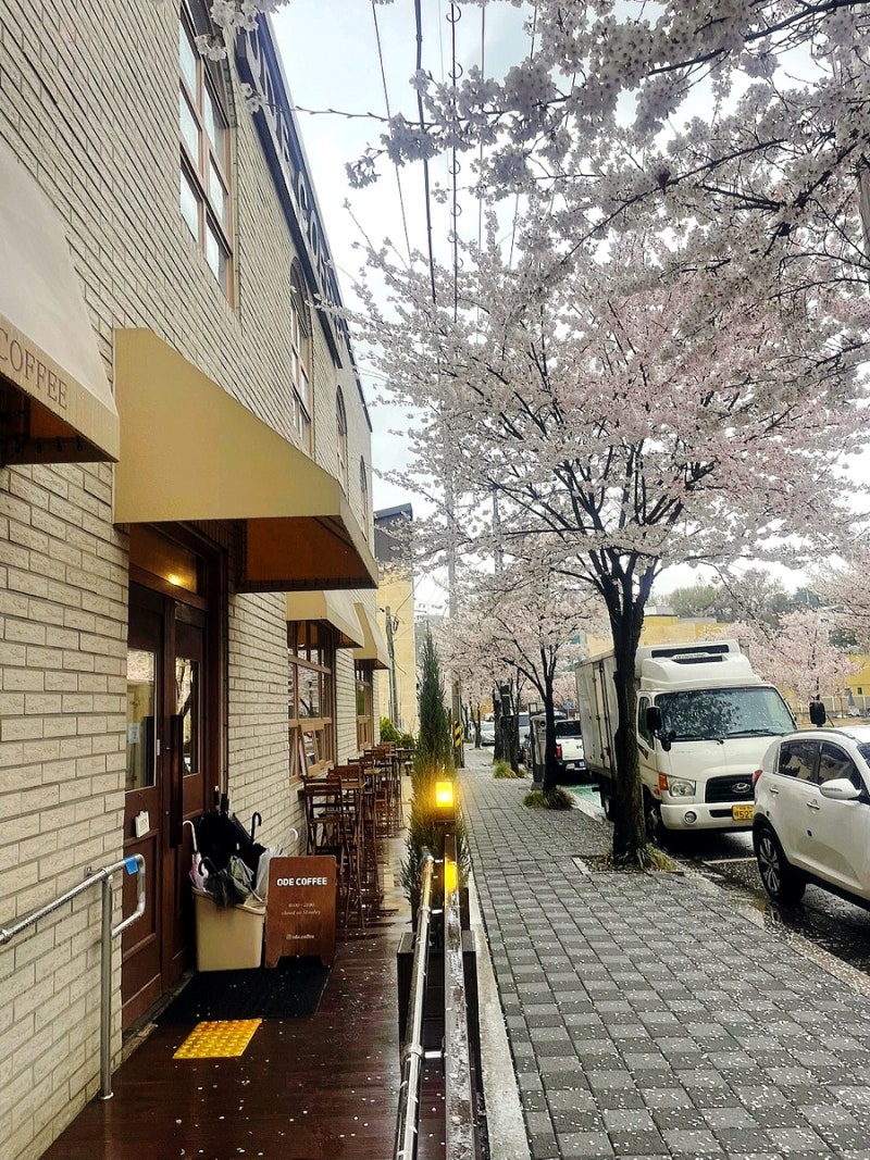 안성 공도 벚꽃이 만개한 벚꽃카페 오드커피